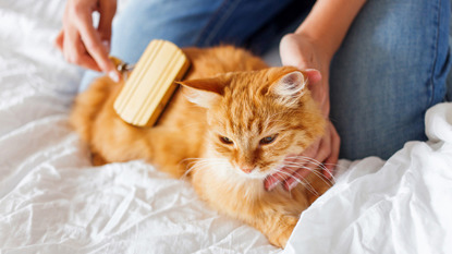 ginger cat being brushed by owner