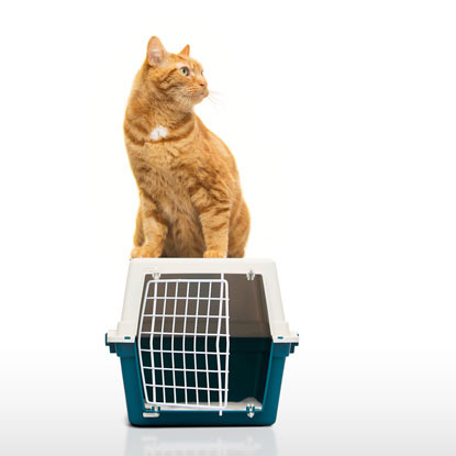 ginger cat sitting on top of enclosed cat carrier