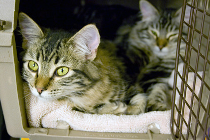 two tabby cats in cat carrier