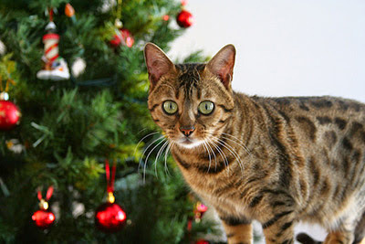 Tabby cat in front of Christmas tree with decorations