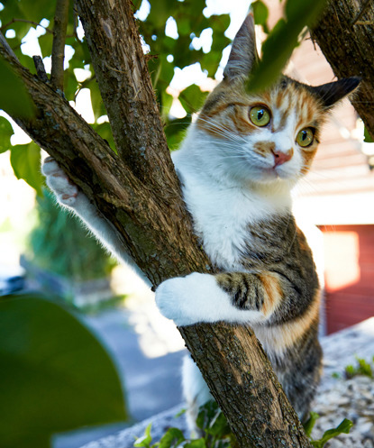 tabby and white cat holding on to tree trunk