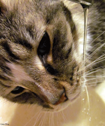 tabby cat drinking running water from tap