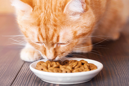 ginger cat eating dry cat biscuits
