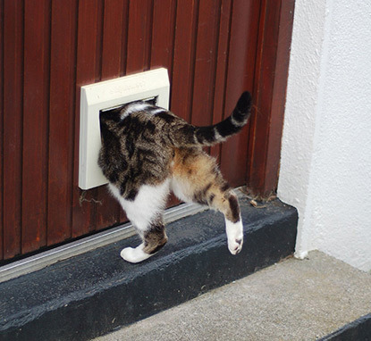 tabby and white cat going through cat flap