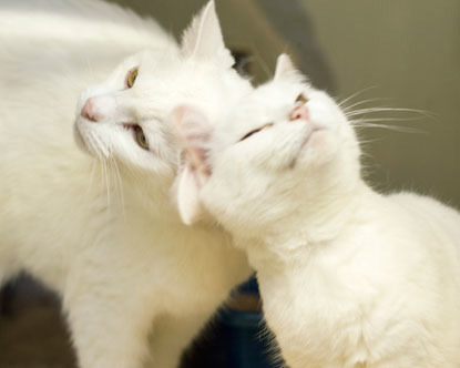 two white cats headbutting