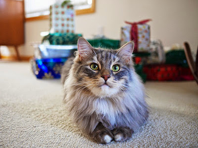 Longhaired grey cat in front of Christmas presents
