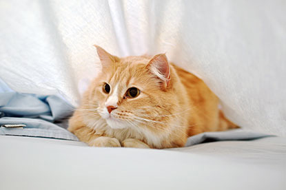 ginger cat hiding under white bed covers