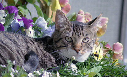 tabby cat lying in flowers outdoors