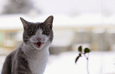 white and grey cat meowing with snowy background