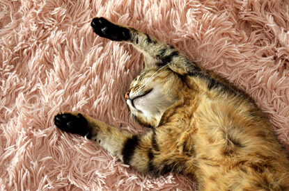 brown tabby cat lying on back with paws in the air on pink rug