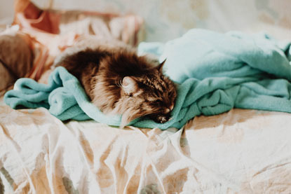 longhaired tabby cat sleeping on teal blanket on the bed