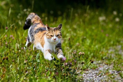 white, ginger and grey cat running through long grass in a field