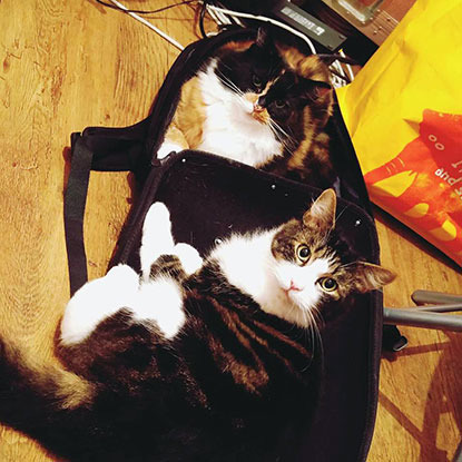 tabby cat and calico cat in suitcase