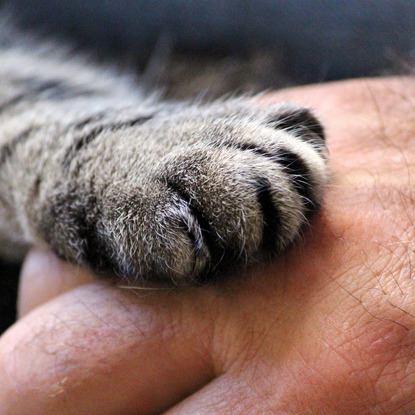 tabby cat paw on hand