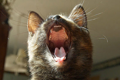 tortoiseshell cat yawning and showing teeth