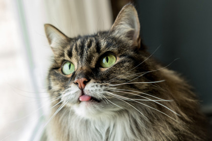 long-haired brown tabby cat with tongue sticking out
