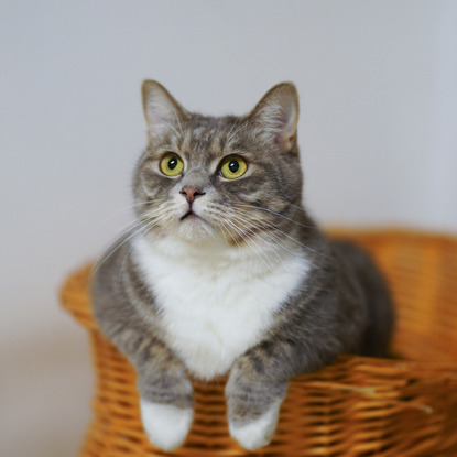 grey and white cat sitting in wicker basket