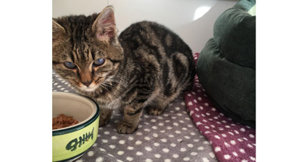 tabby cat with food bowl