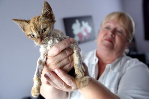 ginger kitten with shaved fur being held by blonde lady