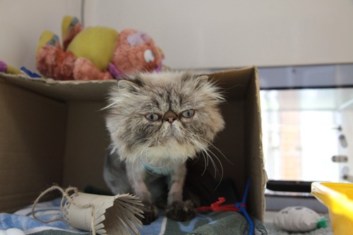 grey Persian cat sitting in cardboard box
