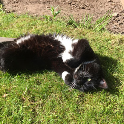 black and white cat sunbathing in garden