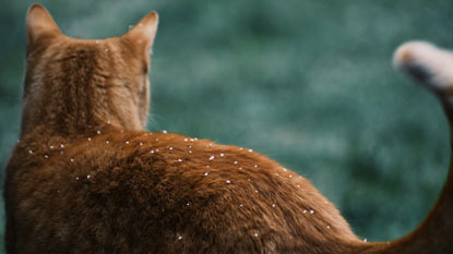 ginger cat with snow on back