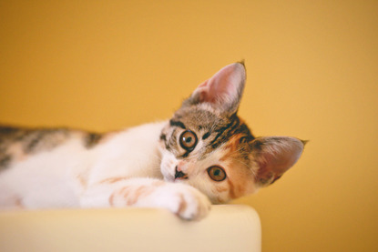 tabby and white kitten in front of yellow background