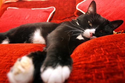 Black and white cat lying on red sofa