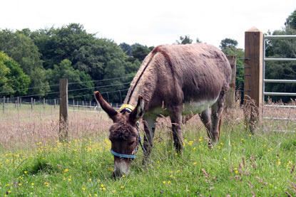 brown donkey eating grass in paddock