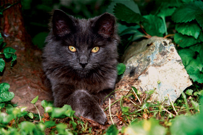 grey feral cat with ear tipped sitting in bush