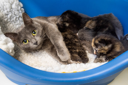 grey cat with litter of grey and white kittens and tortoiseshell kittens