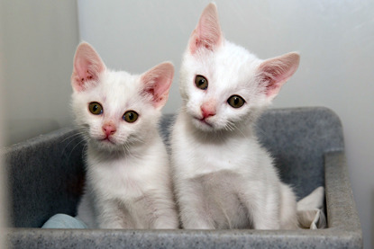two white kittens in grey cat bed