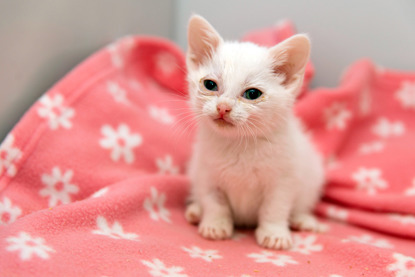 white kitten on pink blanket