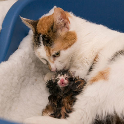 tortoiseshell cat with newborn kitten