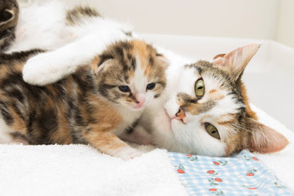 white and tabby cat with calico kitten