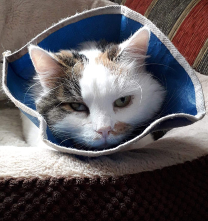 tabby and white cat wearing cone collar
