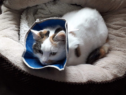 tabby and white cat wearing a cone collar in cat bed