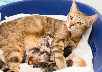 brown tabby cat with litter of newborn kittens
