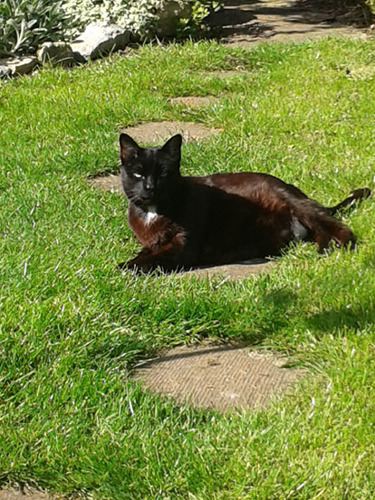 black cat lying on garden path