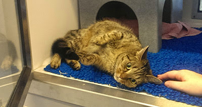 tabby cat laying in adoption centre cat pen