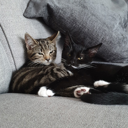 tabby cat and black-and-white cat cuddling on sofa