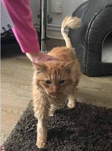 old ginger cat being stroked