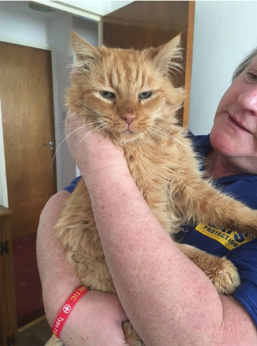 elderly ginger cat being held by Cats Protection volunteer