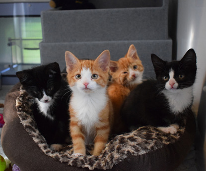 black, white and ginger kittens in cosy cat bed
