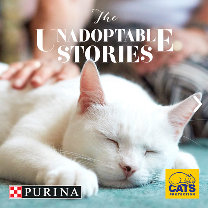 white cat sleeping with Cats Protection and Purina logos