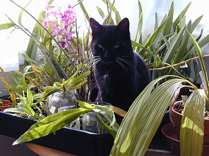 black cat sitting with indoor plants