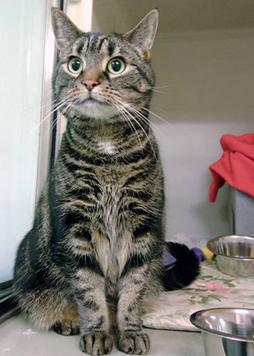 tabby cat sitting in adoption centre pen