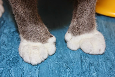 Paws of a grey-and-white polydactyl cat
