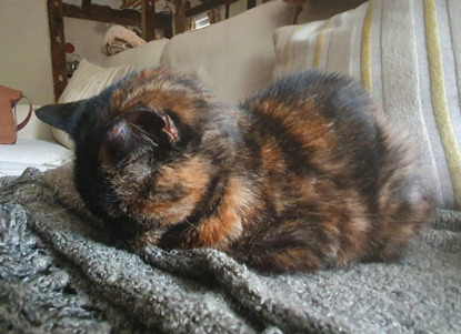 tortoiseshell cat with face buried in blanket