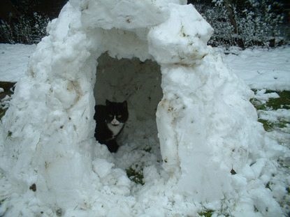 black and white cat inside igloo
